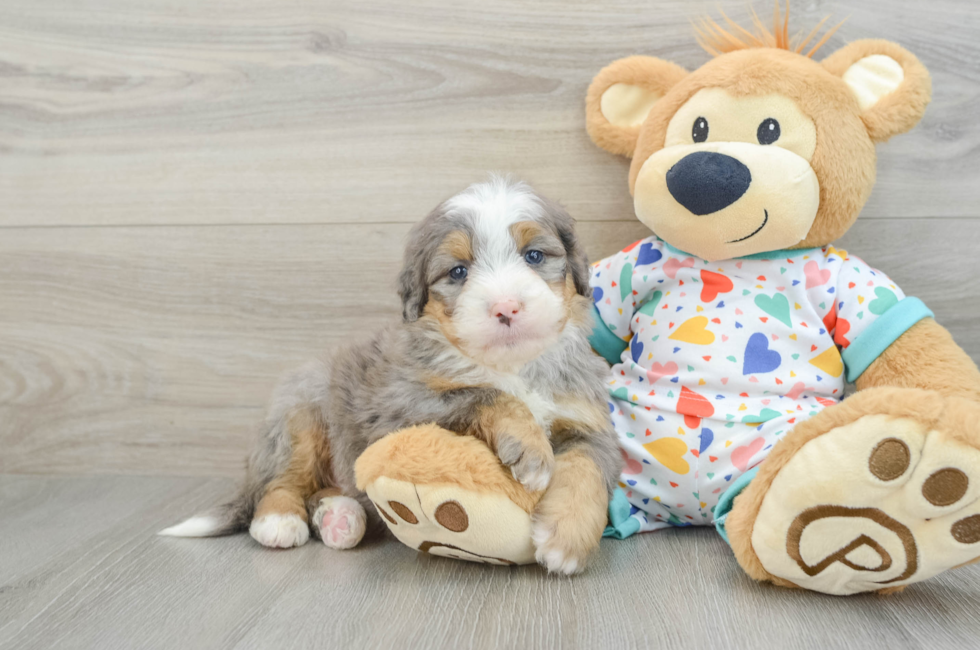 7 week old Mini Bernedoodle Puppy For Sale - Lone Star Pups