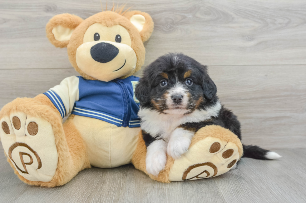 5 week old Mini Bernedoodle Puppy For Sale - Lone Star Pups