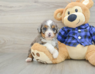 8 week old Mini Bernedoodle Puppy For Sale - Lone Star Pups
