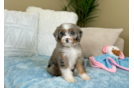 Cute Mini Berniedoodle Poodle Mix Puppy