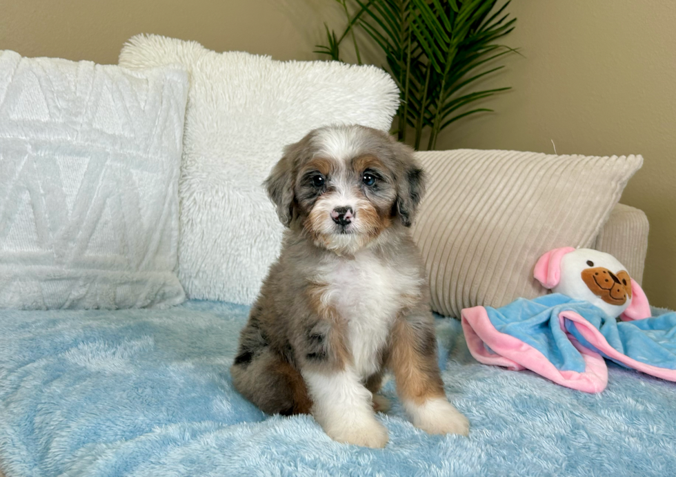 Cute Mini Berniedoodle Poodle Mix Puppy