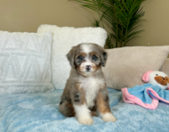 8 week old Mini Bernedoodle Puppy For Sale - Lone Star Pups