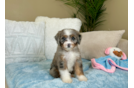 Mini Bernedoodle Pup Being Cute