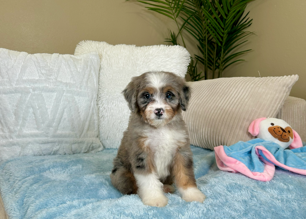 Mini Bernedoodle Pup Being Cute