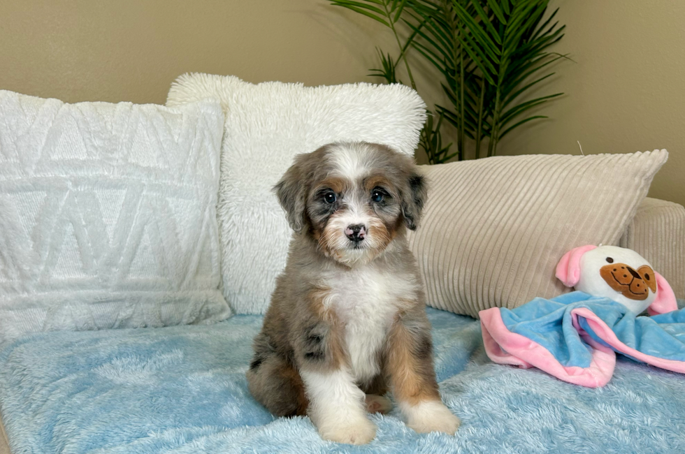 8 week old Mini Bernedoodle Puppy For Sale - Lone Star Pups