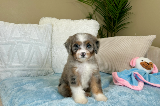 Mini Bernedoodle Pup Being Cute