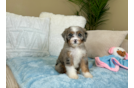 Cute Mini Bernedoodle Baby