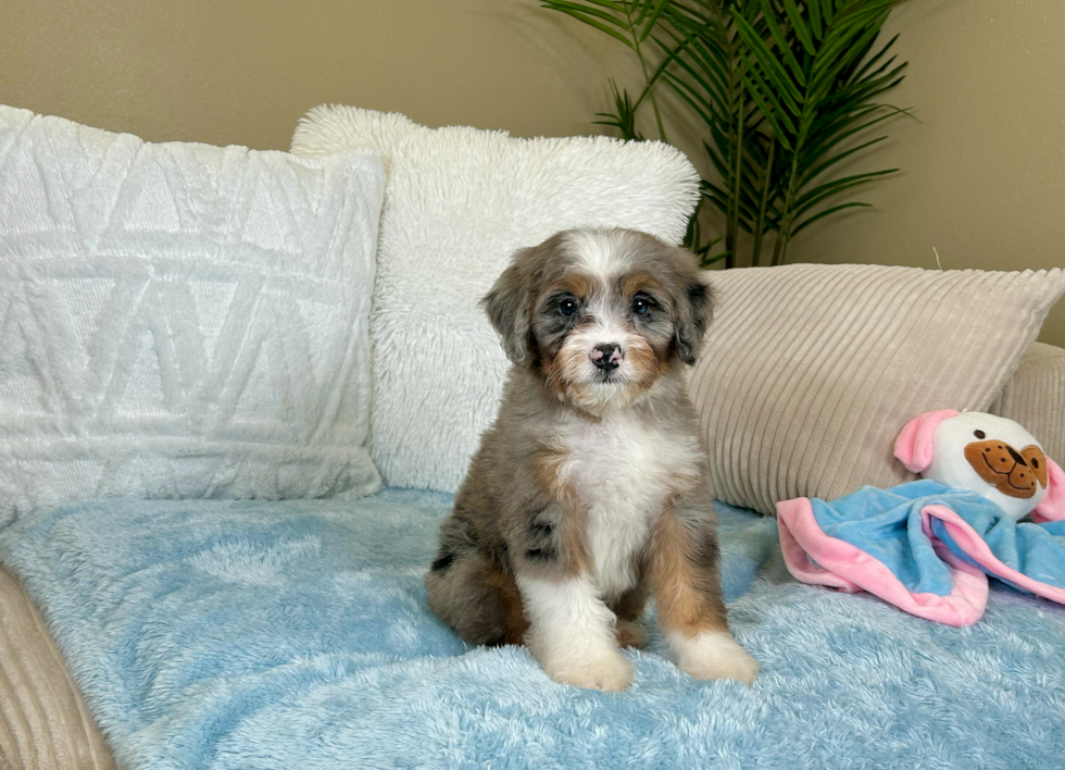 Cute Mini Bernedoodle Baby