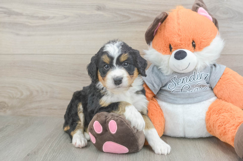 5 week old Mini Bernedoodle Puppy For Sale - Lone Star Pups