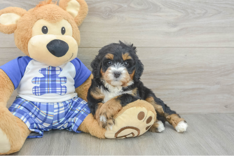Fluffy Mini Bernedoodle Poodle Mix Pup