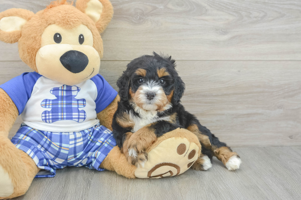 5 week old Mini Bernedoodle Puppy For Sale - Lone Star Pups