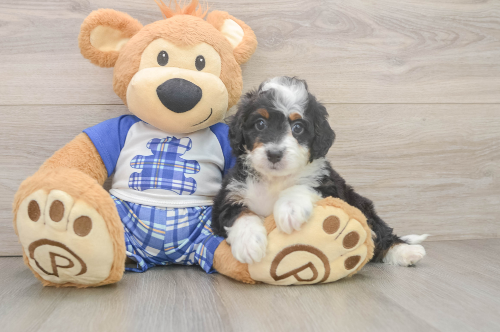 6 week old Mini Bernedoodle Puppy For Sale - Lone Star Pups