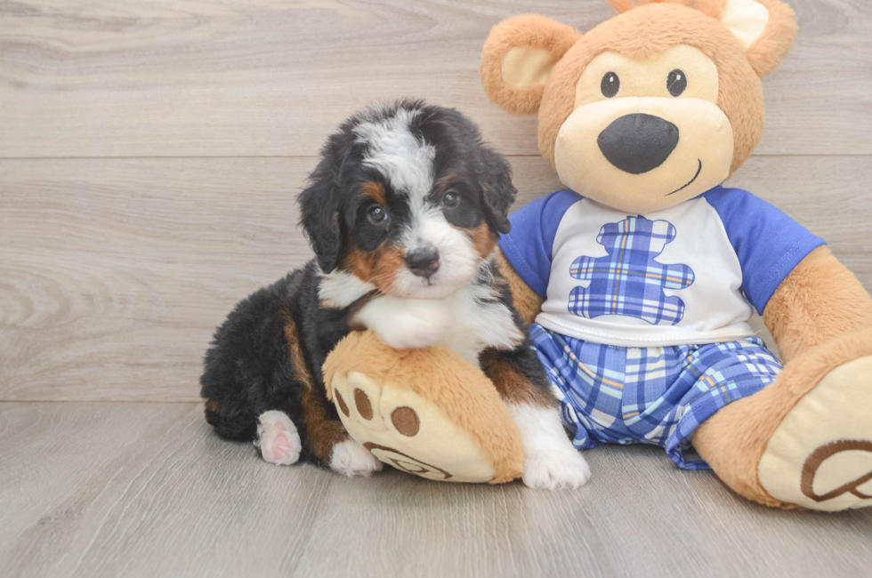 5 week old Mini Bernedoodle Puppy For Sale - Lone Star Pups