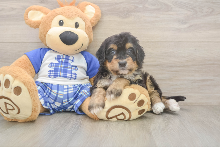 Best Mini Bernedoodle Baby