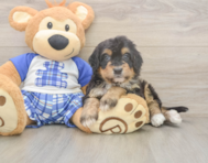 5 week old Mini Bernedoodle Puppy For Sale - Lone Star Pups