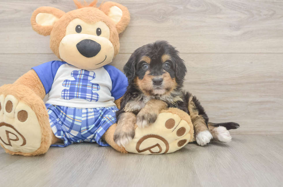 6 week old Mini Bernedoodle Puppy For Sale - Lone Star Pups