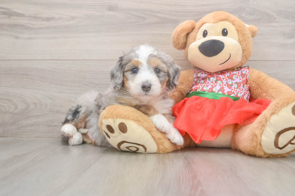 5 week old Mini Bernedoodle Puppy For Sale - Lone Star Pups