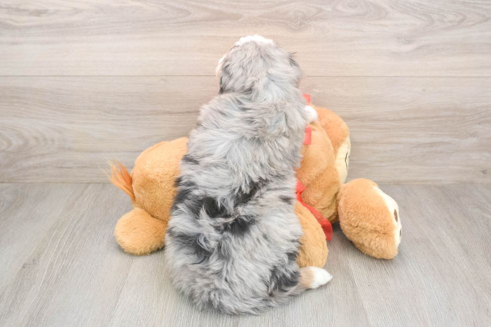 Best Mini Bernedoodle Baby