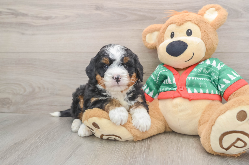 5 week old Mini Bernedoodle Puppy For Sale - Lone Star Pups