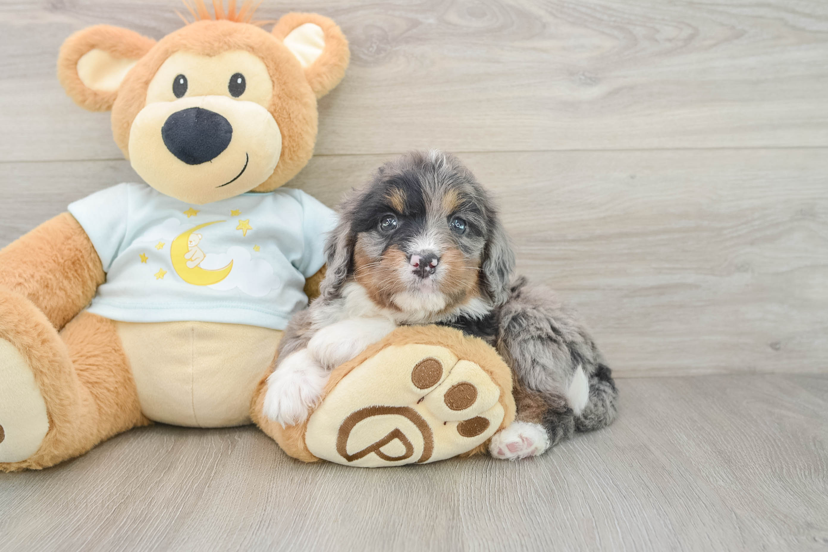 Energetic Mini Bernese Poodle Poodle Mix Puppy