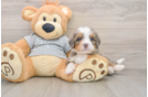 Hypoallergenic Bernadoodle Poodle Mix Puppy