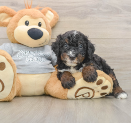7 week old Mini Bernedoodle Puppy For Sale - Lone Star Pups