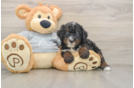 Mini Bernedoodle Pup Being Cute