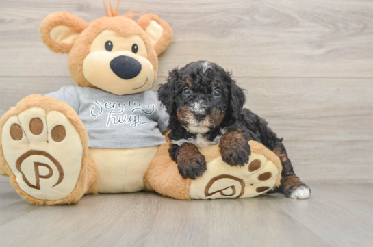 Mini Bernedoodle Pup Being Cute