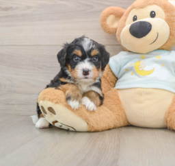 5 week old Mini Bernedoodle Puppy For Sale - Lone Star Pups