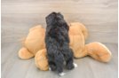 Best Mini Bernedoodle Baby