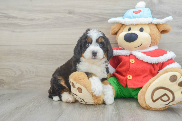 Best Mini Bernedoodle Baby