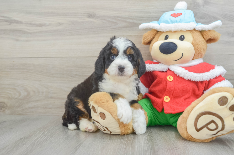 6 week old Mini Bernedoodle Puppy For Sale - Lone Star Pups