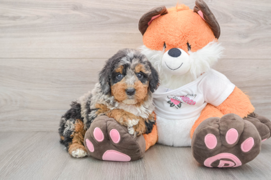 Mini Bernedoodle Pup Being Cute