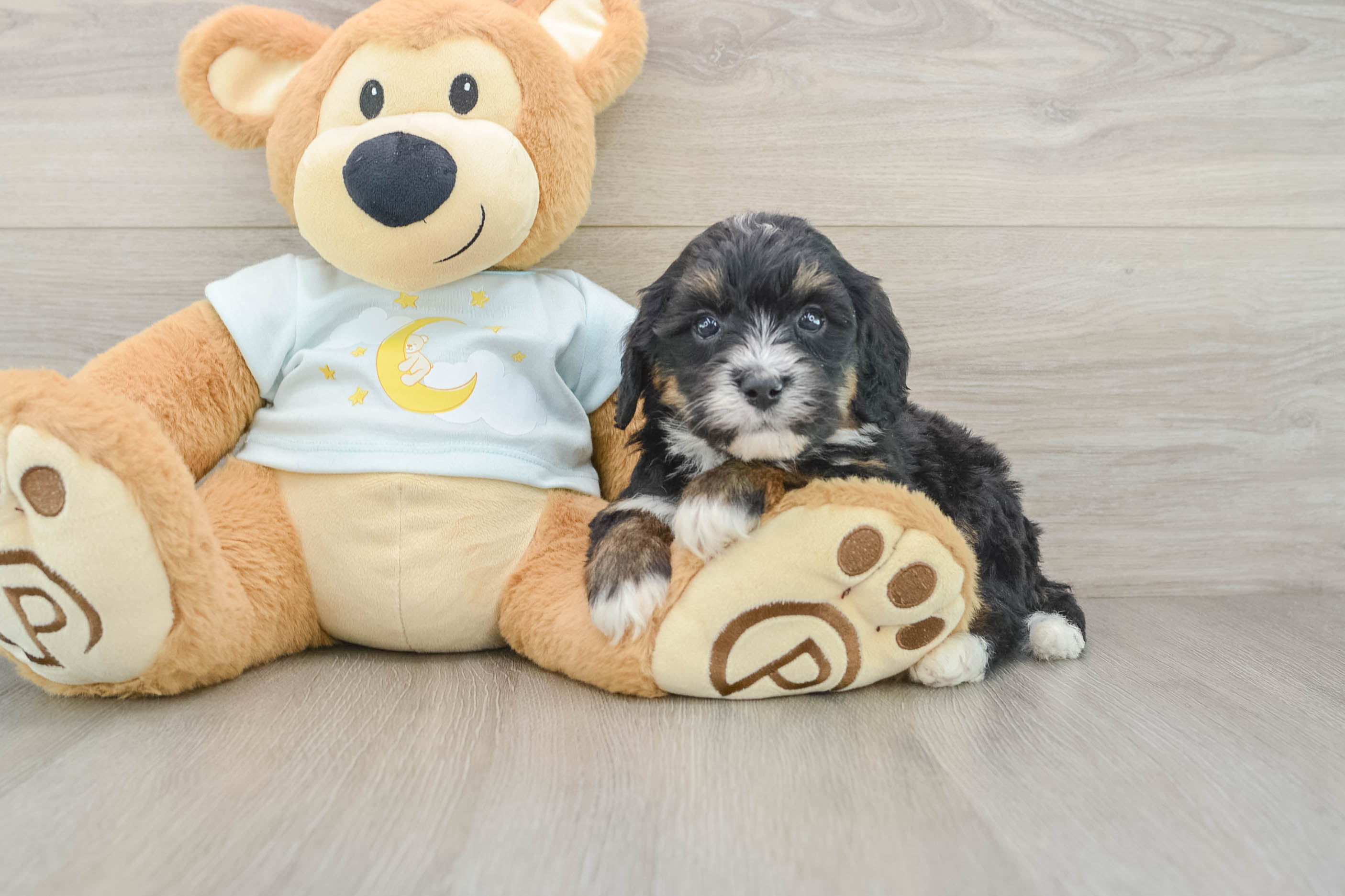 Best Mini Bernedoodle Baby