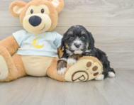7 week old Mini Bernedoodle Puppy For Sale - Lone Star Pups