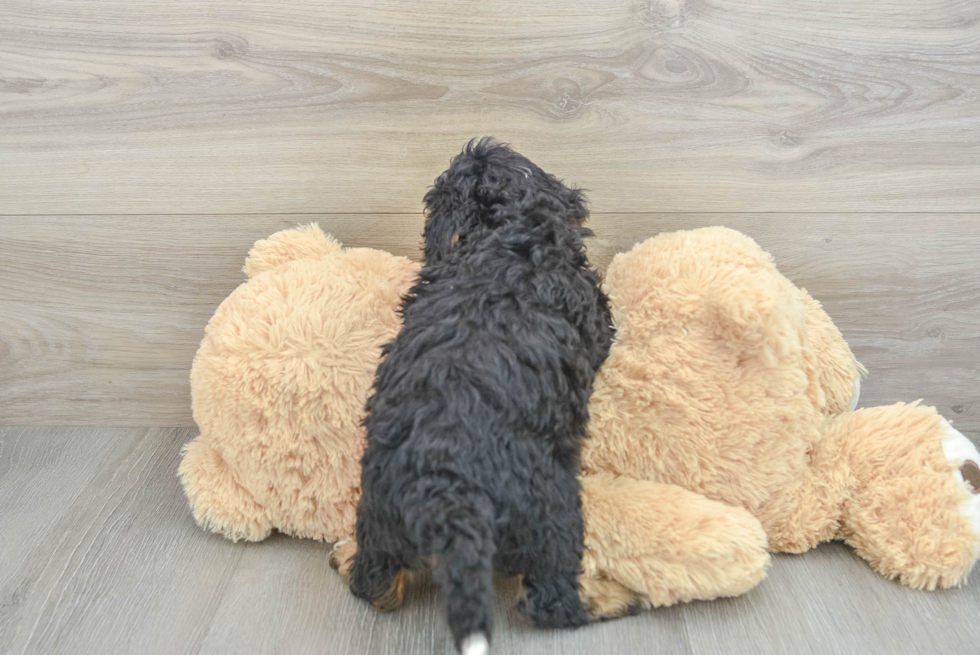 Best Mini Bernedoodle Baby