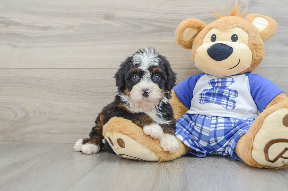 6 week old Mini Bernedoodle Puppy For Sale - Lone Star Pups