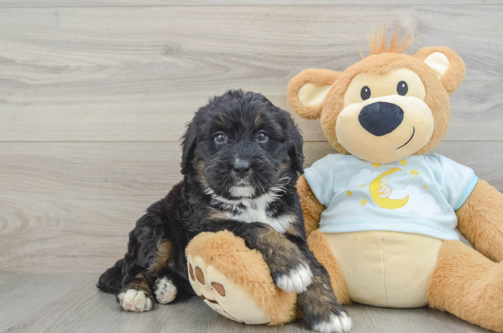 6 week old Mini Bernedoodle Puppy For Sale - Lone Star Pups