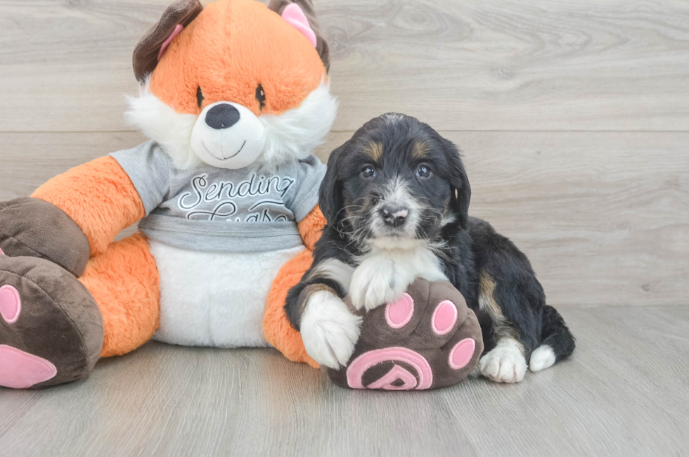5 week old Mini Bernedoodle Puppy For Sale - Lone Star Pups