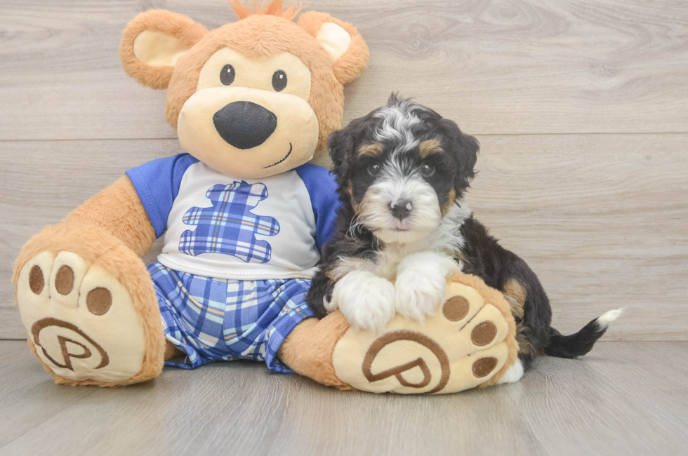 6 week old Mini Bernedoodle Puppy For Sale - Lone Star Pups