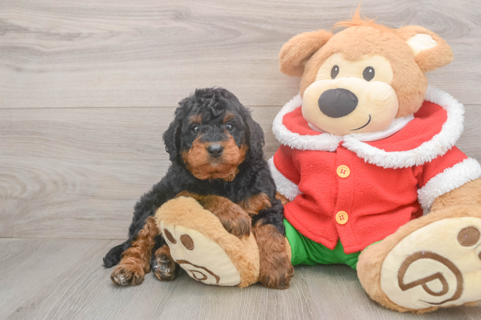 Adorable Mini Bernesepoo Poodle Mix Puppy