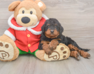 6 week old Mini Bernedoodle Puppy For Sale - Lone Star Pups