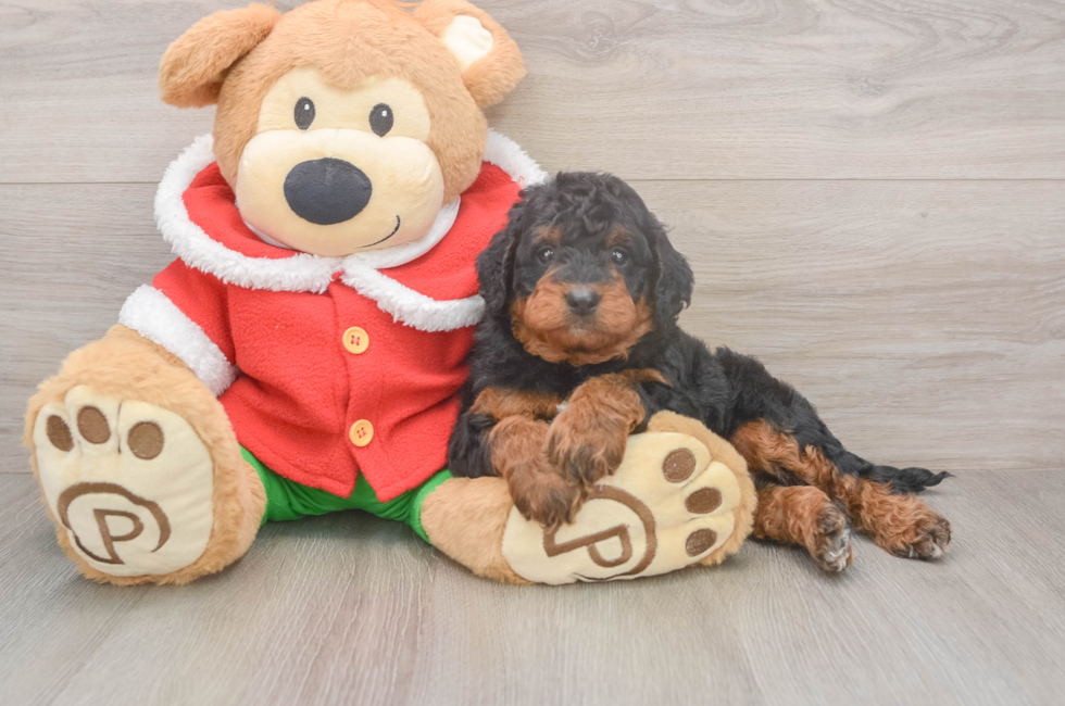 6 week old Mini Bernedoodle Puppy For Sale - Lone Star Pups