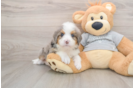 Best Mini Bernedoodle Baby