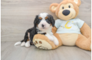 Happy Mini Bernedoodle Baby