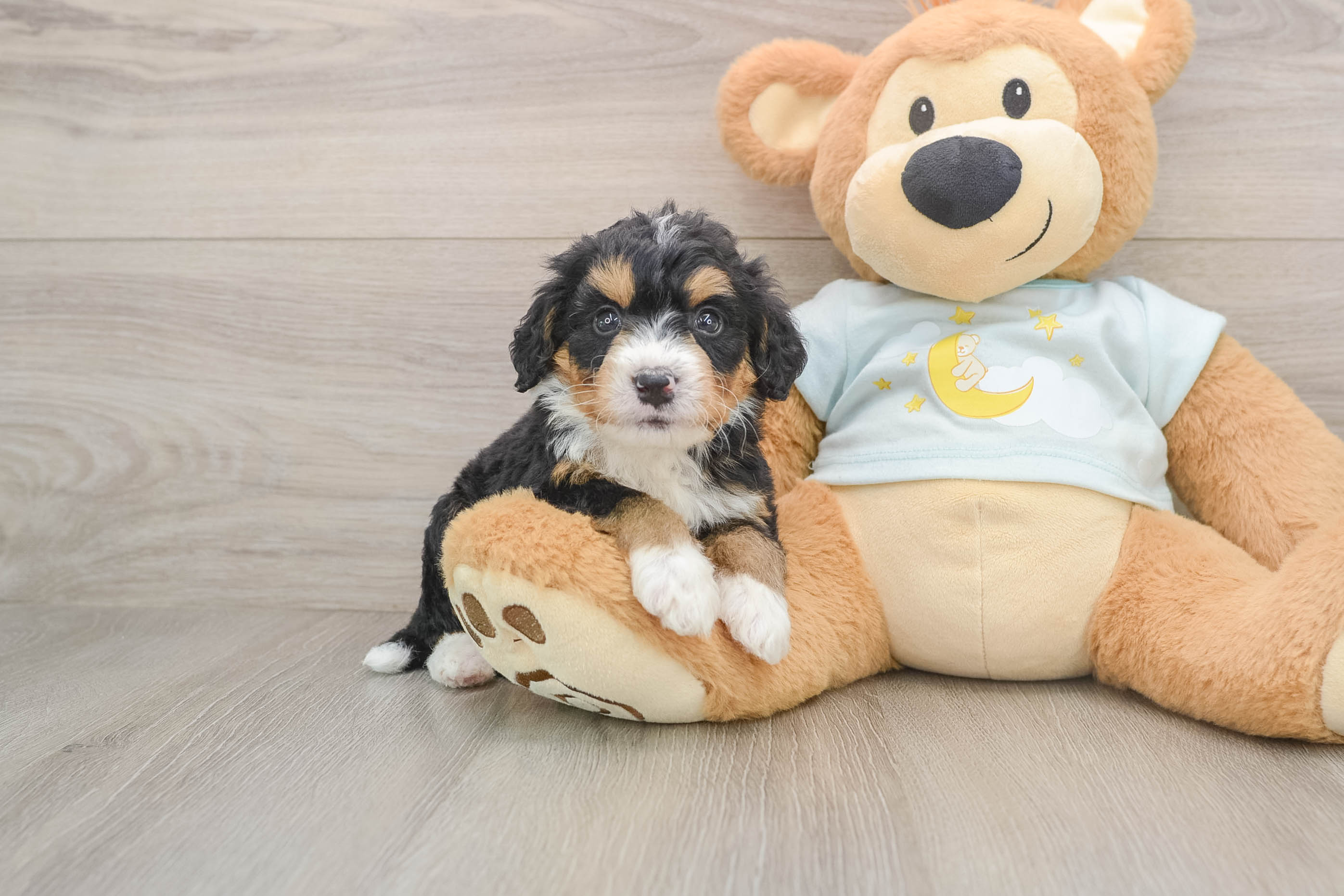 Best Mini Bernedoodle Baby