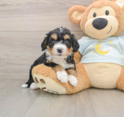 5 week old Mini Bernedoodle Puppy For Sale - Lone Star Pups