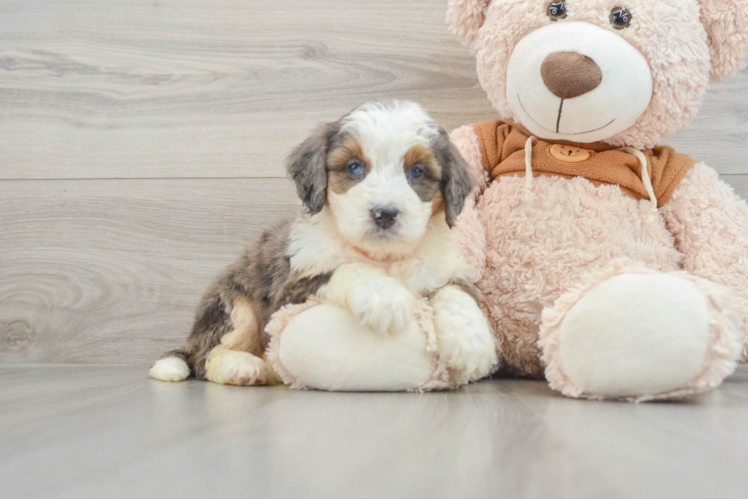 Mini Bernedoodle Pup Being Cute