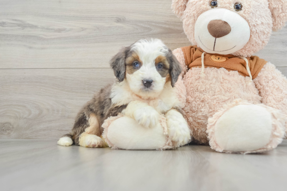 Mini Bernedoodle Pup Being Cute