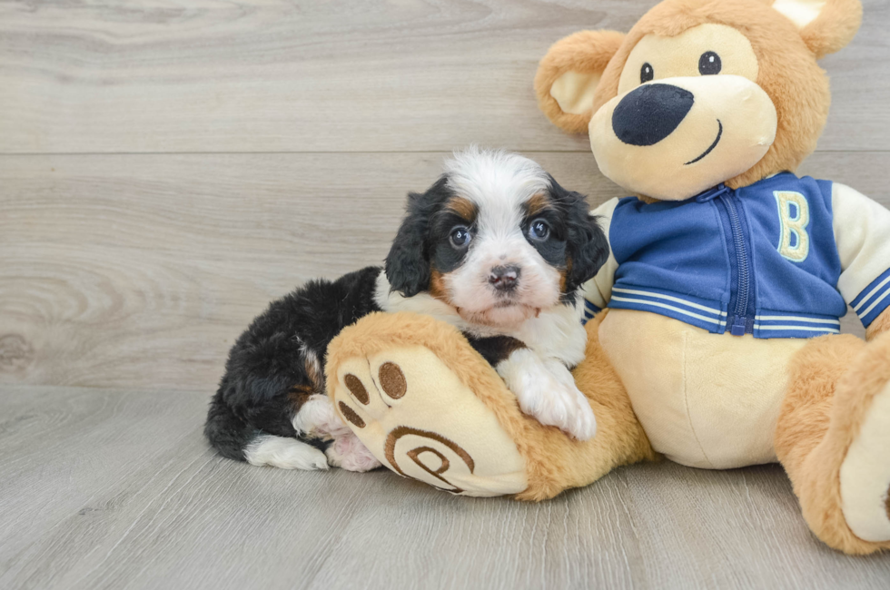 5 week old Mini Bernedoodle Puppy For Sale - Lone Star Pups